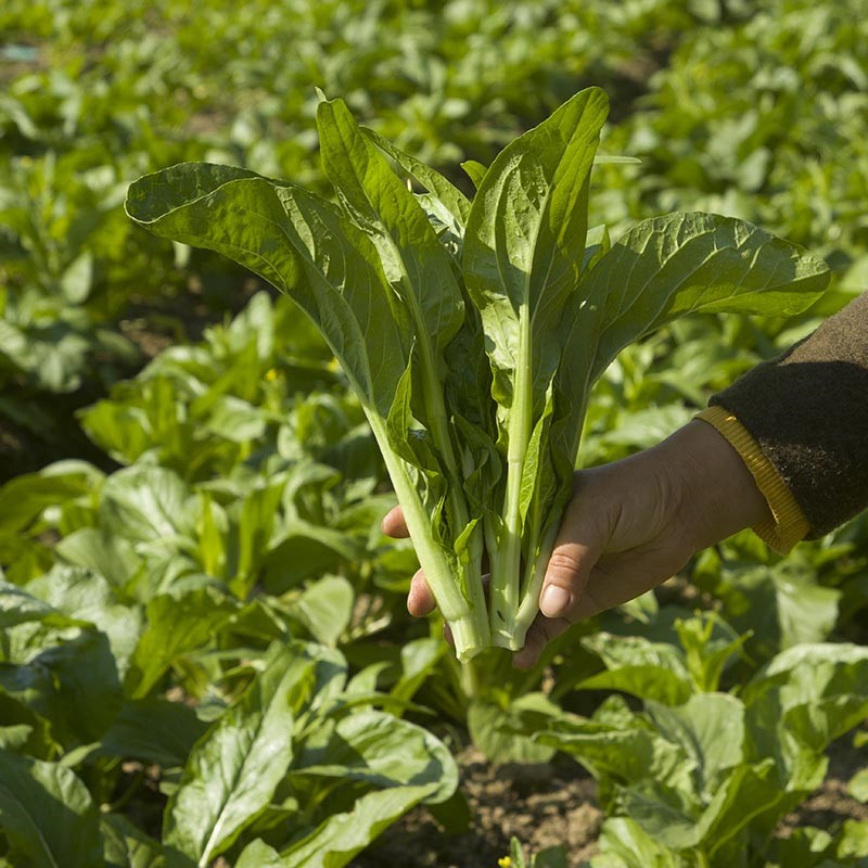 香馜新鲜白菜苔 绿菜薹 农家自种青菜苔 白菜心 现摘现发 3斤【图片
