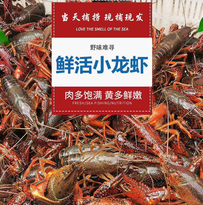 小龙虾淡水湖青虾红虾活体鲜活现捕批发清水虾小青虾特大虾456钱精选