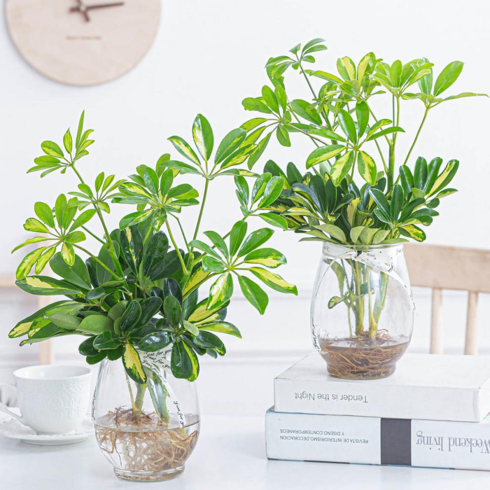 樱之恋中梦黄金七叶莲水培养植物室内绿植花卉盆栽懒人2棵黄金七叶莲