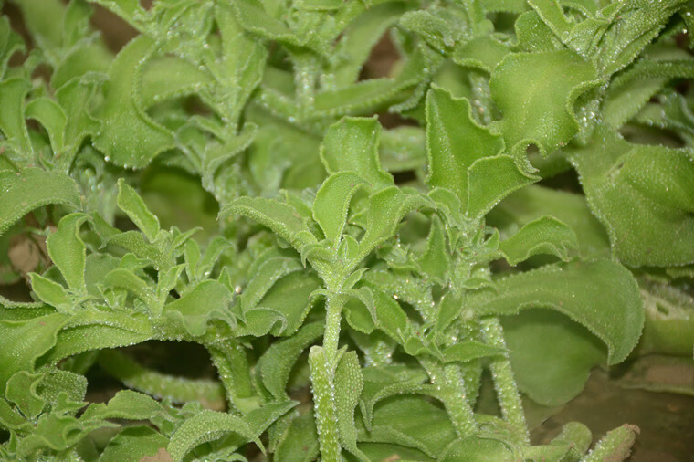 吉首館新鮮冰草冰菜蔬菜非洲花冰葉火鍋即食生吃沙拉菜涼拌整箱500g