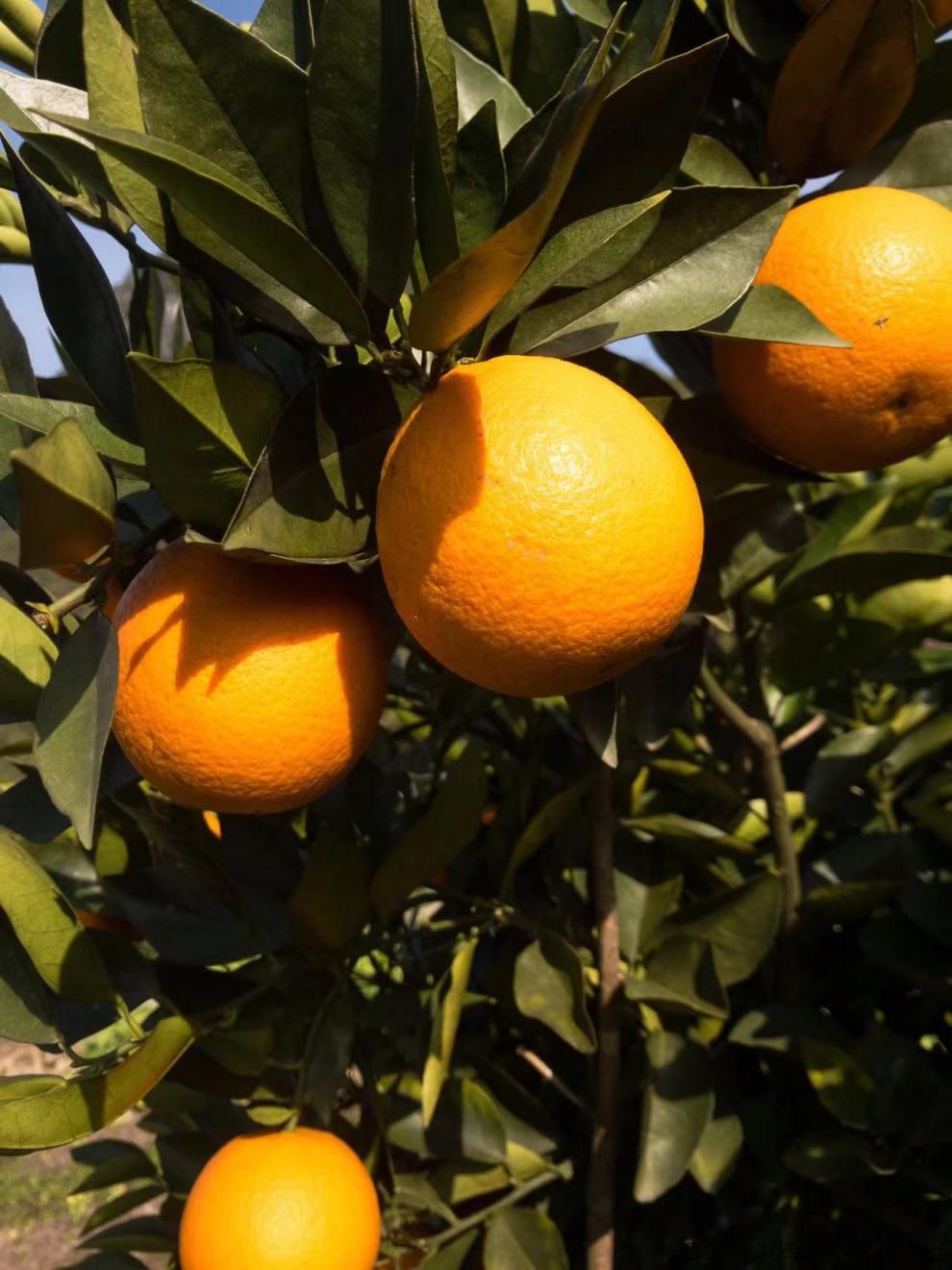 酸甜可口精选品质正宗广西桂林荔浦夏橙酸甜应季孕妇水果一级大果橙子