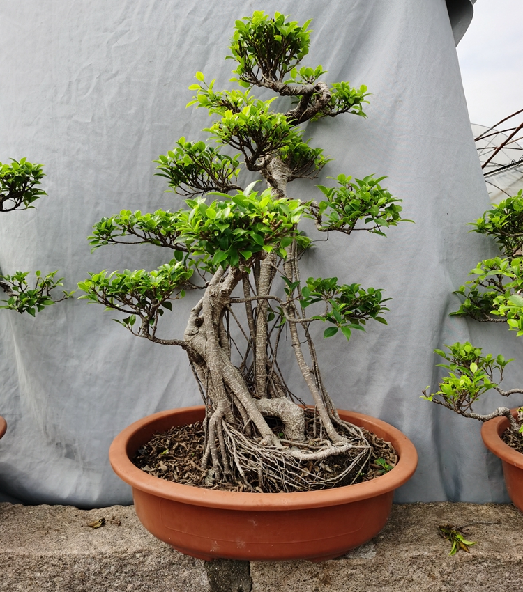 气根榕树盆景树桩台湾榕盆栽 绿植花卉室内外阳台虎皮榕老桩植物 1米s