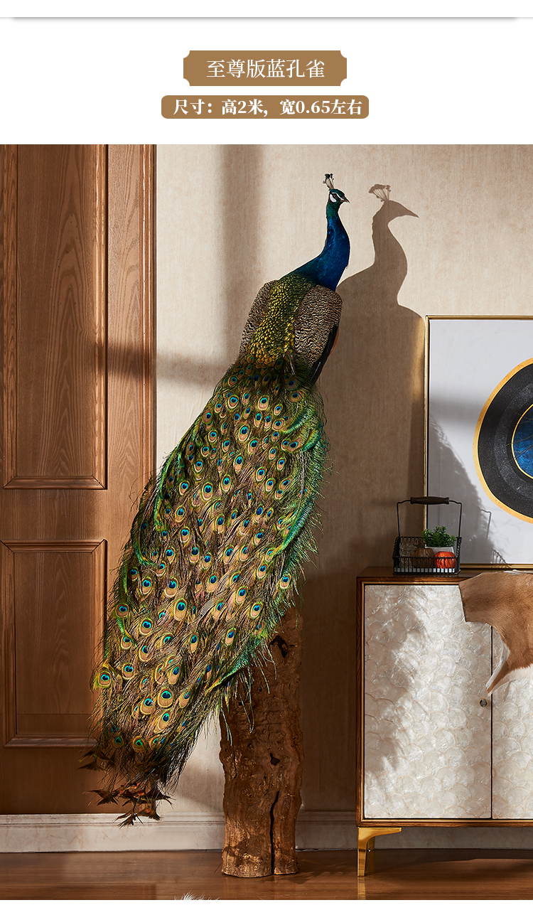孔雀标本真孔雀羽毛客厅白孔雀摆件婚庆会所拍摄道具教学标本花色款加