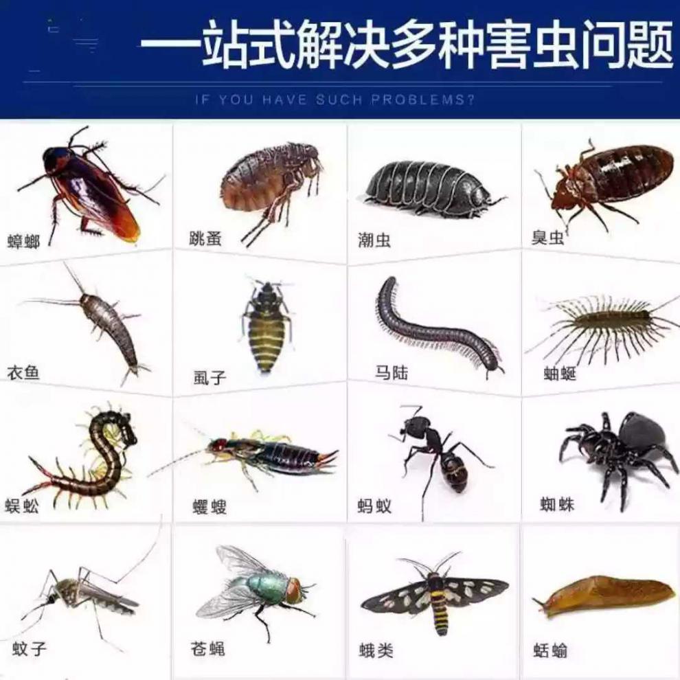家庭卫生消毒厨房仓库鼠妇潮虫蟑螂蜚蠊蚊蝇跳蚤蚂蚁杀虫500g
