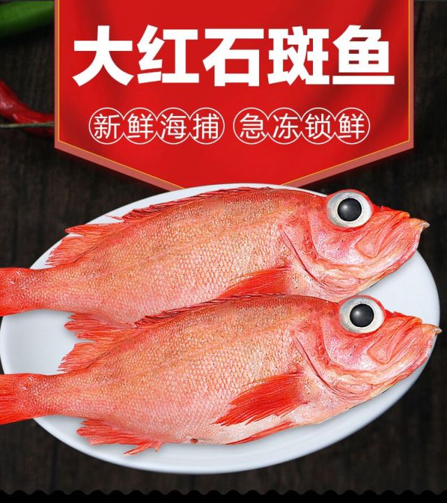 红石斑鱼鲜活冷冻3斤2条红鱼深海鱼龙胆石班鱼富贵鱼海鲜