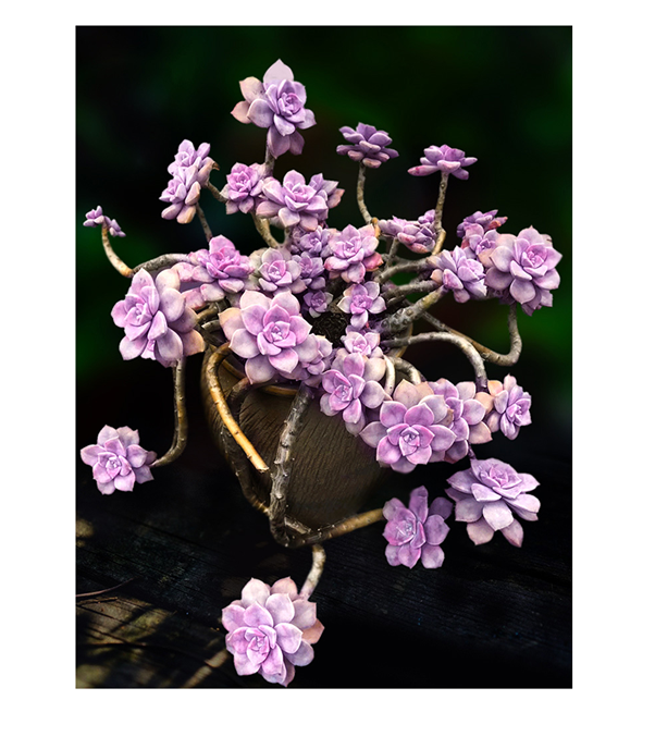 紫乐一物一拍好养悬崖老桩造型大颗株多肉植物盆栽精品向阳派 254号紫