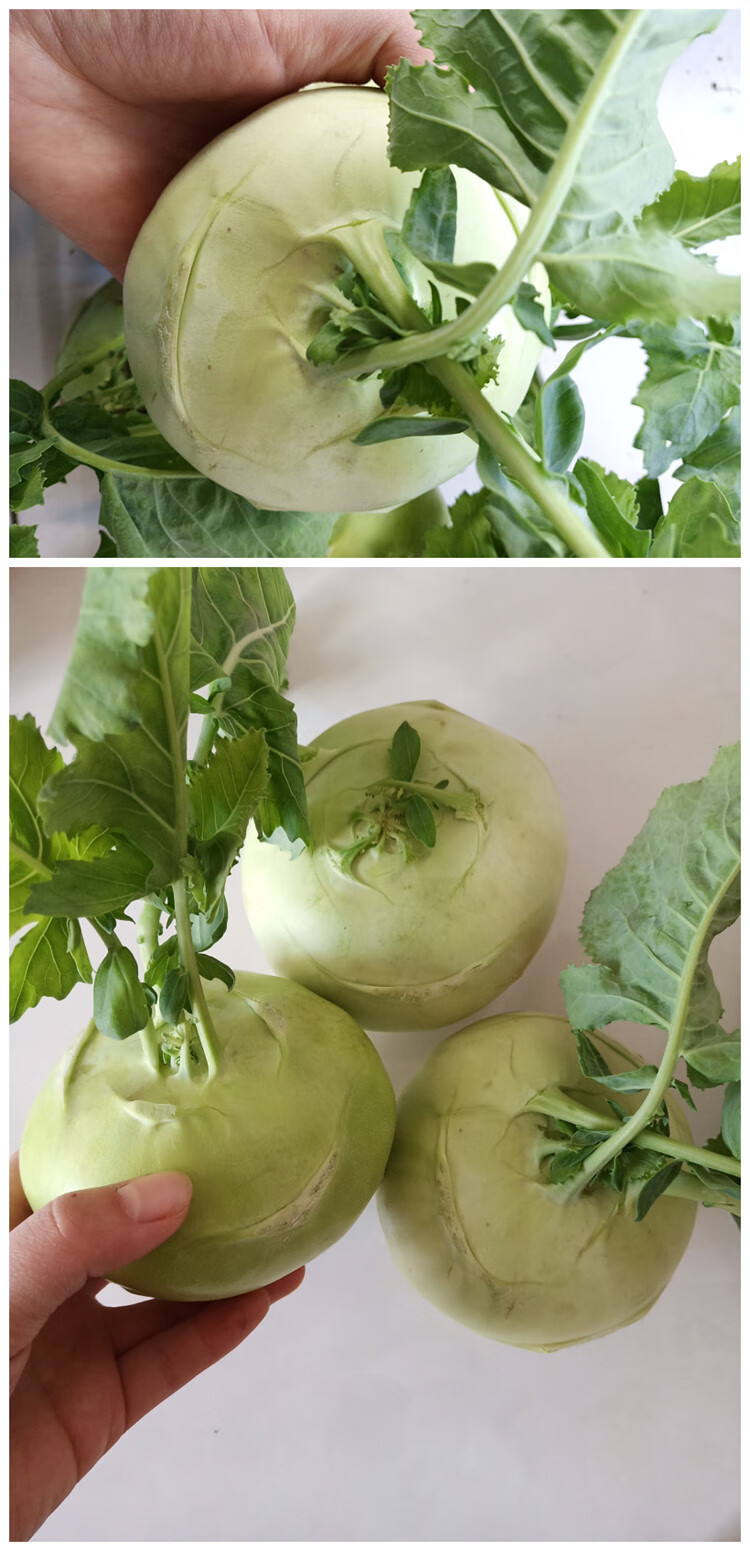 春光岛苤蓝湖南特产蔬菜农家种植菜头新鲜芥蓝头香炉菜