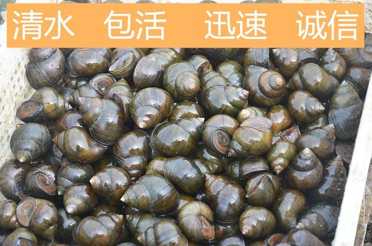 钓青鱼主打脆螺田螺脆皮螺鱼饵鲜活薄壳好吃螺蛳粉观赏大泥螺4斤
