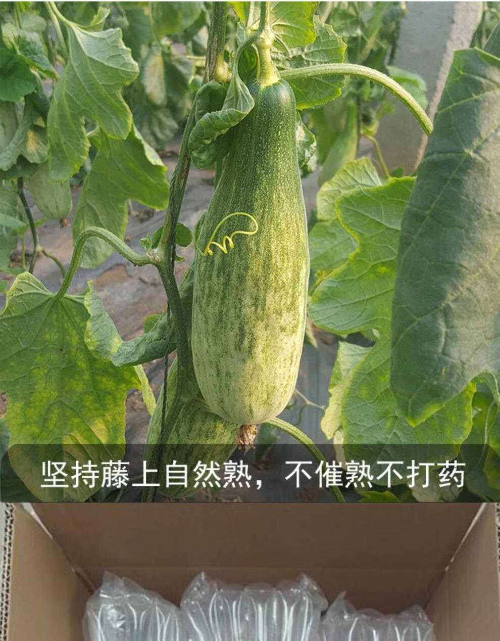 羊角蜜甜瓜头茬瓜5斤脆甜 (一级羊角蜜) 10斤