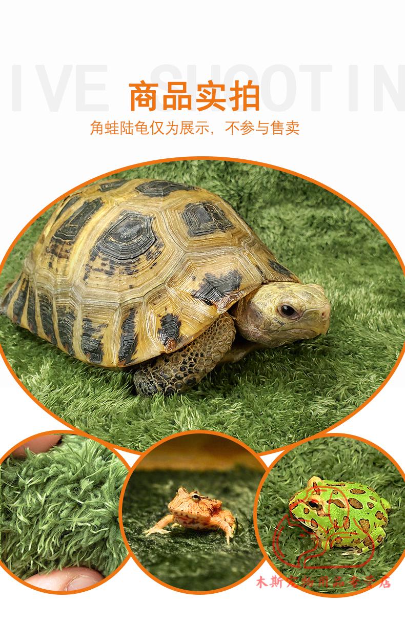 cookie爬宠守宫造景莫斯地毯宠物角蛙垫材雨林缸保湿22145cm一张中号