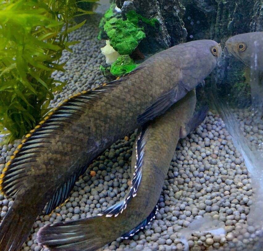 荣郁观赏鱼活体雷龙冷水鱼野生南醴耐养淡水鱼彩虹雷龙鱼带氧耐活鱼