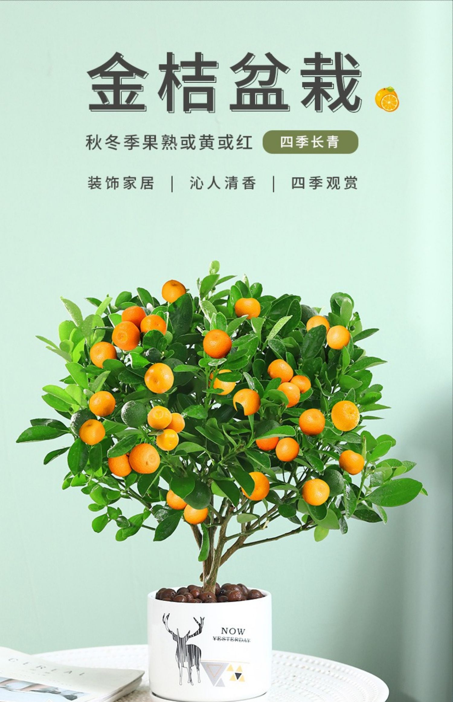 四季金桔树苗盆栽客厅植物室内花卉绿植小橘子盆景好养年宵花顺大金桔