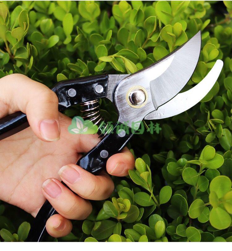 德国修剪树枝剪刀钢粗枝剪滑轮省力园艺修花木果树嫁接园林剪工具