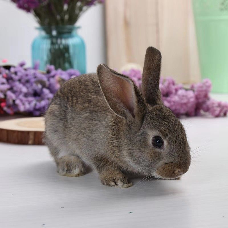 【京选推荐】兔子大型巨型活兔子公母一对兔子活物一对幼崽兔子活家养