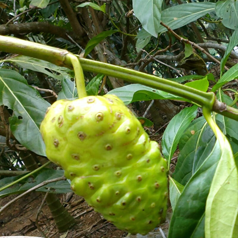果树苗诺丽果树苗诺丽鲜果树苗诺丽果苗南方北方庭院栽培盆栽地栽水果