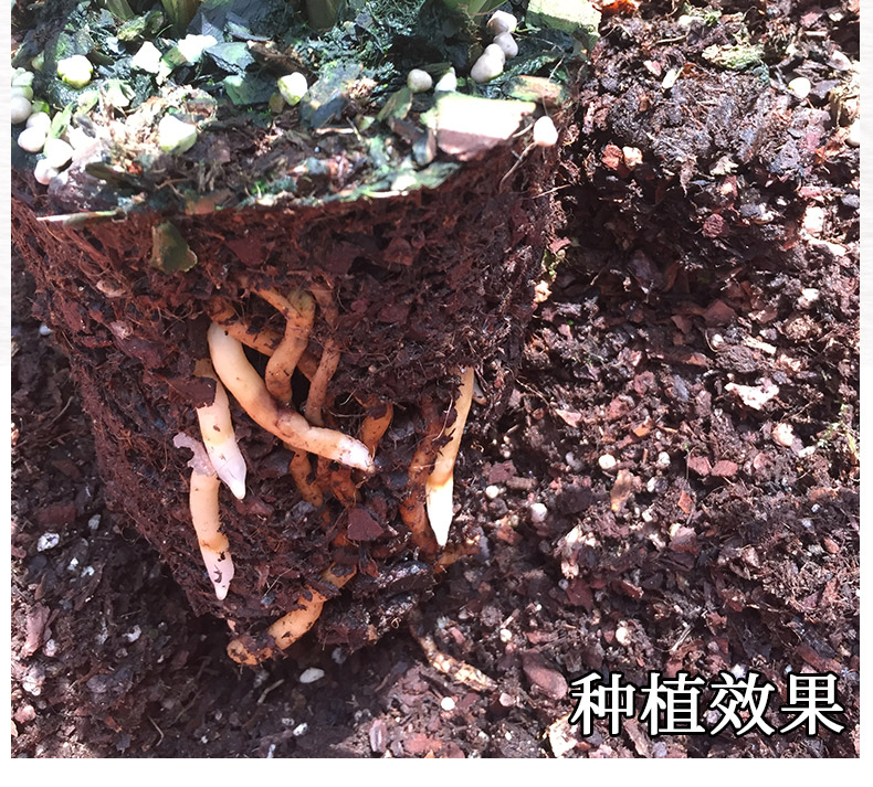 蘭花專用土 蘭花土蘭花 營養土 松樹皮 植料 君子蘭專用土多肉土 高端