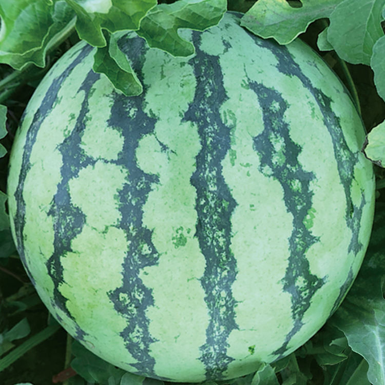 特大正宗8424麒麟瓜无籽甜王种籽孑 甜美都西瓜种子【原装400粒】型