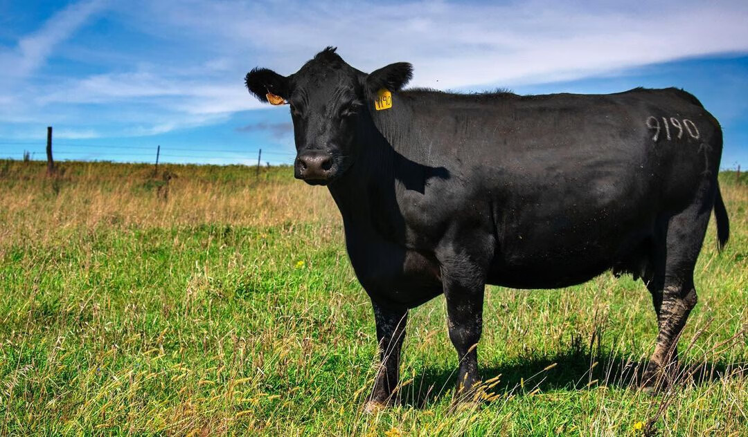 顺丰速运4斤国产菲力牛排黑牛谷饲200天安格斯m3原切厚切清真健身橙