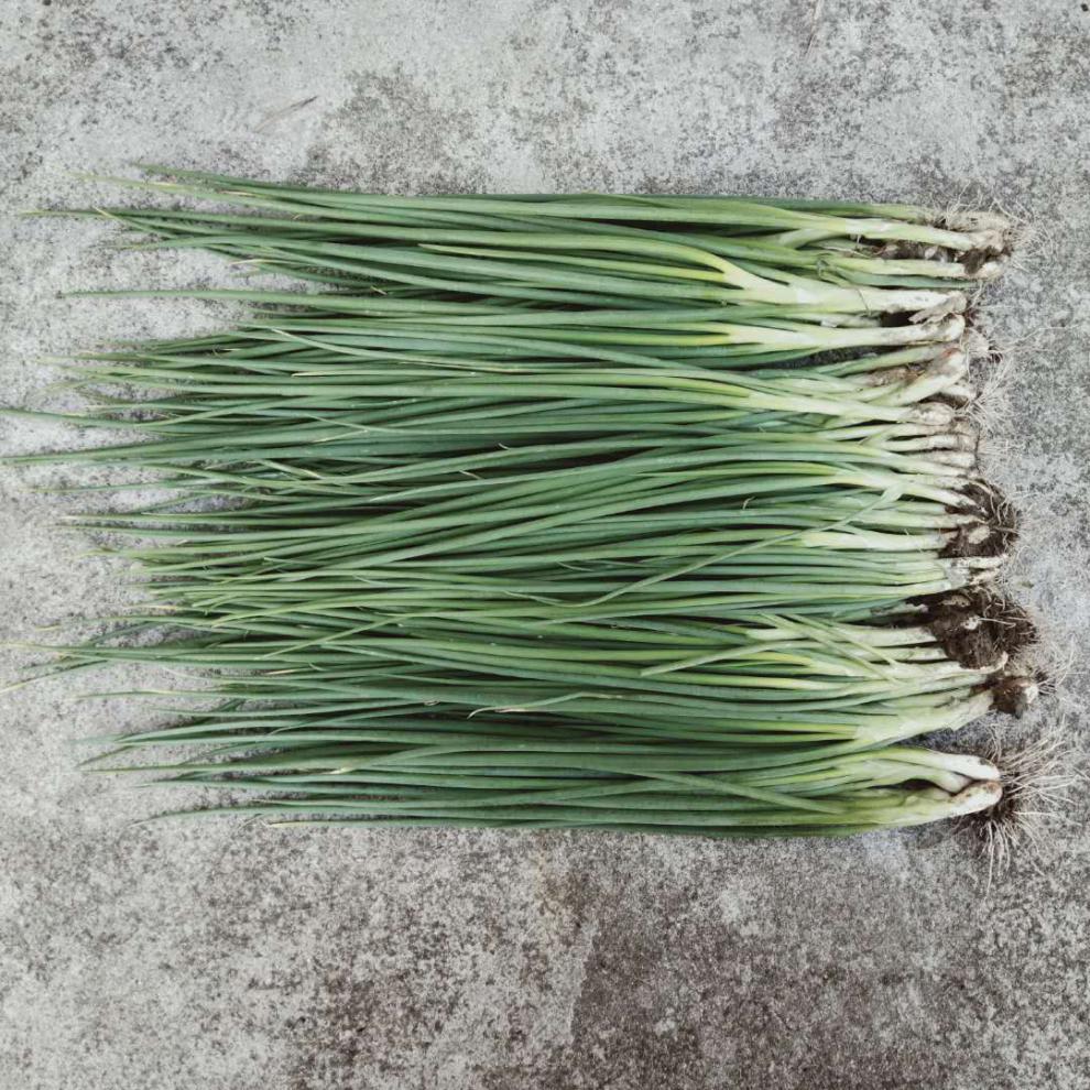 媚调 四季小香葱新鲜小葱农家自种露天红皮红葱 5000g【图片 价格