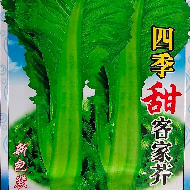 名称:花果山 四季甜客家芥菜大田菜园叶子菜青菜阳台大叶菜盆栽蔬菜