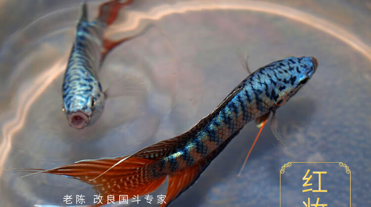 中國鬥魚活魚活體耐活易養冷淡水觀賞魚紅妝繁殖公母56cm1對