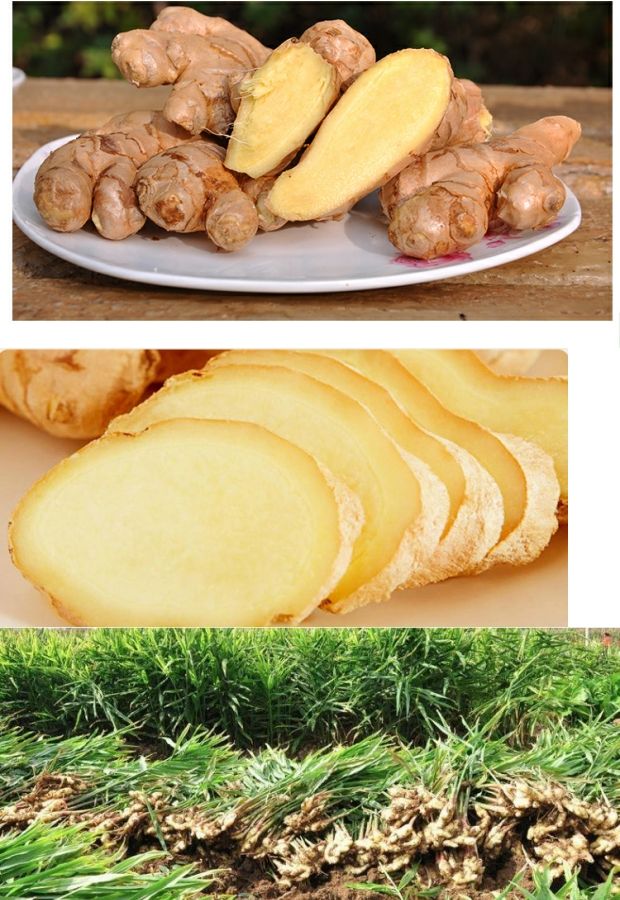 丽露老姜汤红糖姜茶暖肚姜汁原汁颗粒速15g15小包