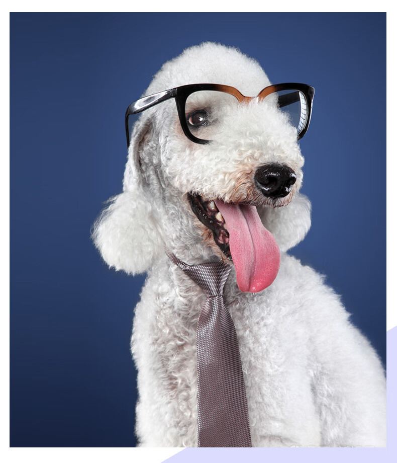 【jd保障】贝灵顿幼犬 纯种活体小型宠物狗狗 活物贝灵顿梗犬小狗幼崽