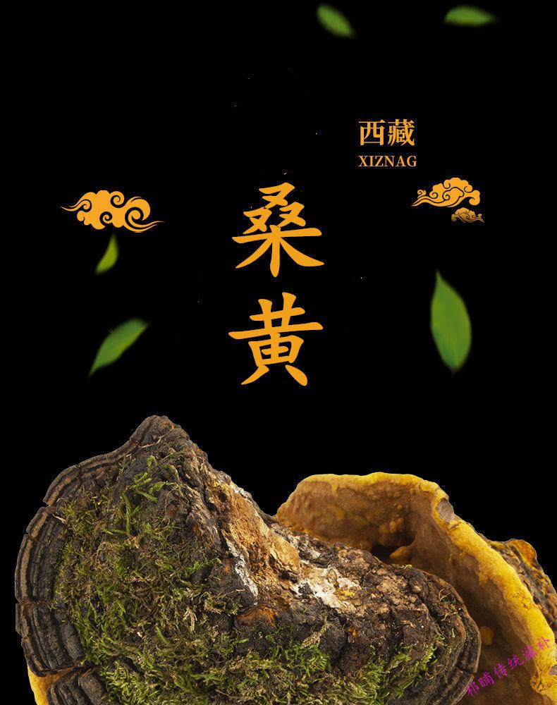 西藏金边桑黄桑树桑黄整枝野生桑黄中药桑黄野灵芝桑黄茶500克百分九