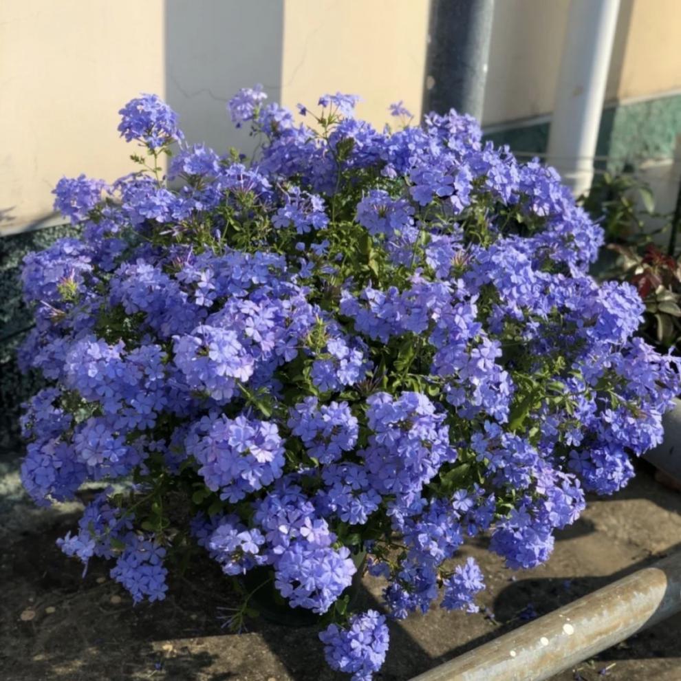 庭院爬藤网红花(蓝雪花)室内外地栽阳台都可起来开花盆栽好养花卉 朵