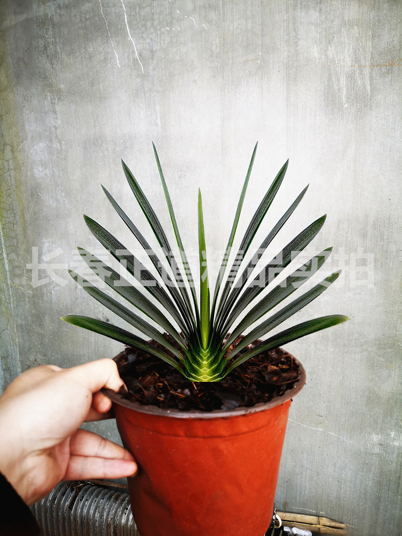 战长沙长春正道精品君子兰 麒麟玉剑立板麻脸技师油匠 绿植盆栽苗