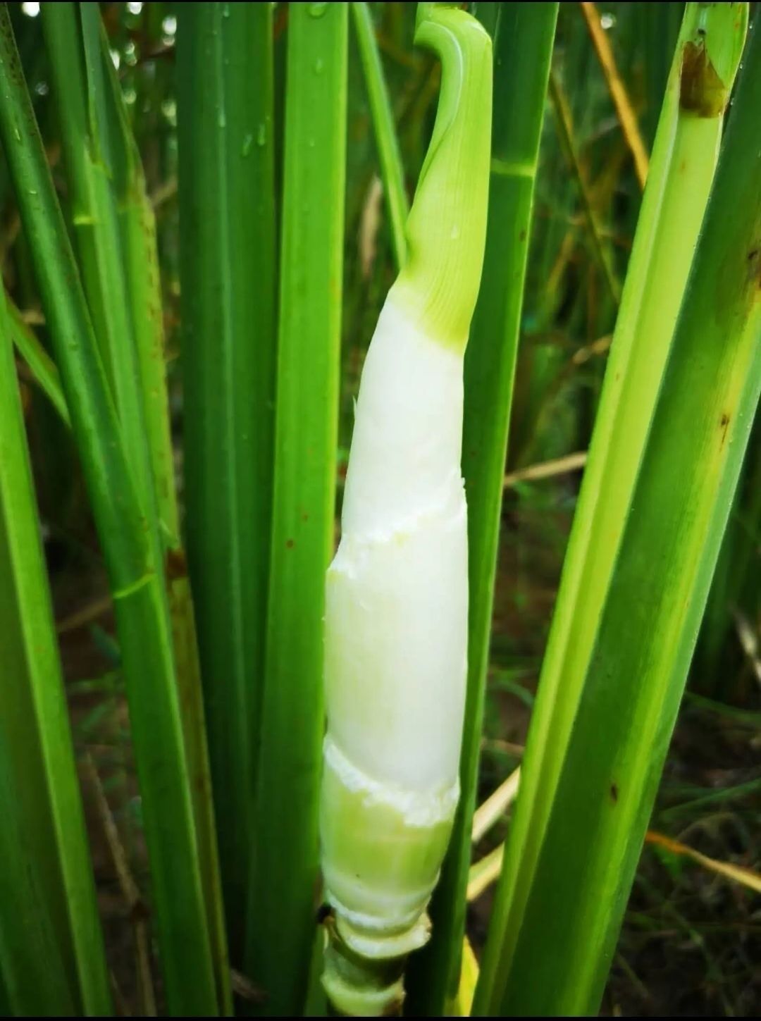 山头林村现挖双季茭白苗早熟茭白苗高笋苗四季茭白老根苗茭白种苗单季