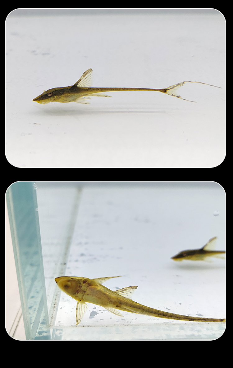 人工鱼异型鱼热带观赏鱼清道夫清缸除藻鱼南美 1条皇冠直升机4-5cm 拍