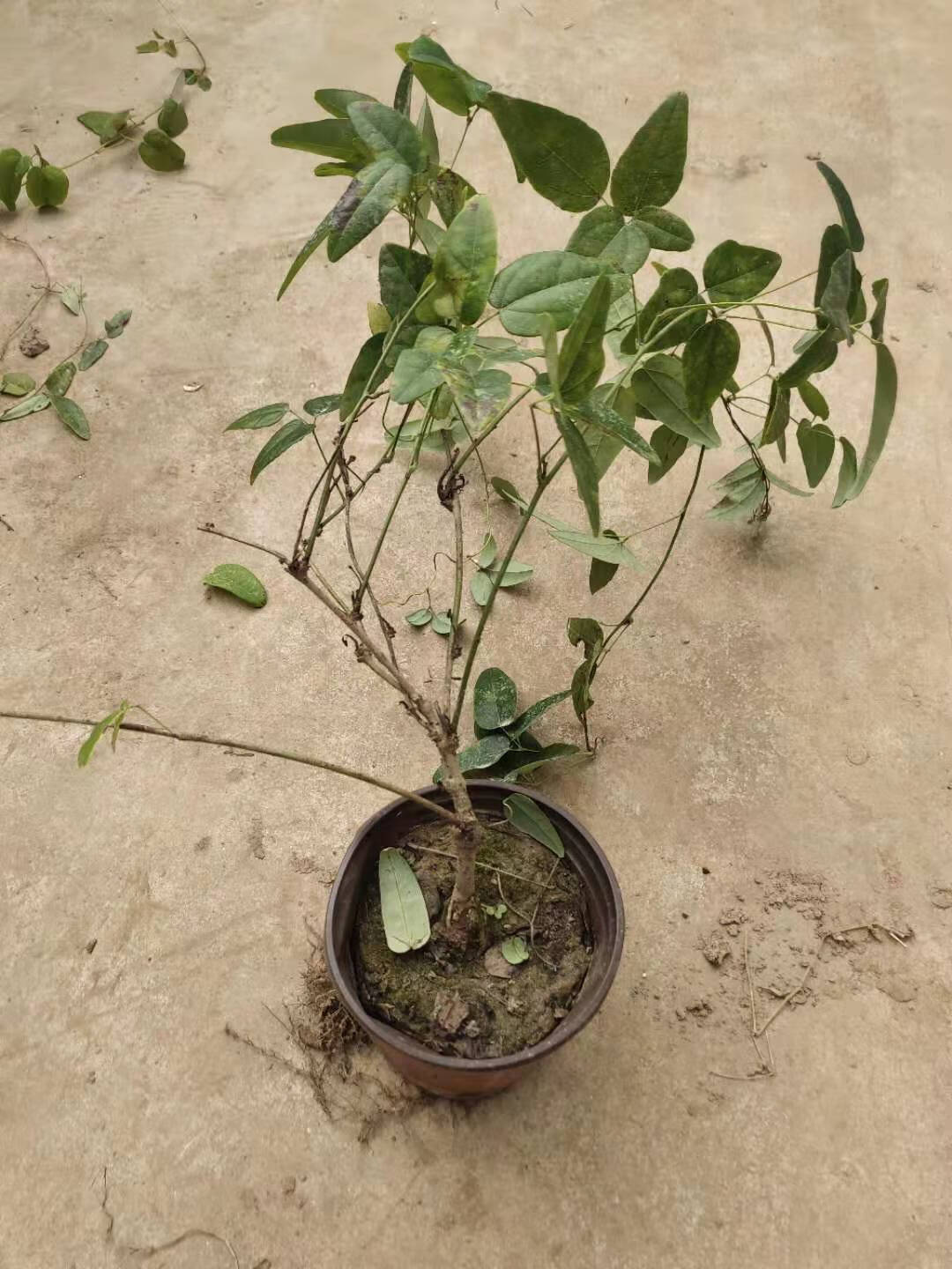 楠致 八月瓜 果树苗当年结果野生八月瓜苗四季种植南方八月炸树苗