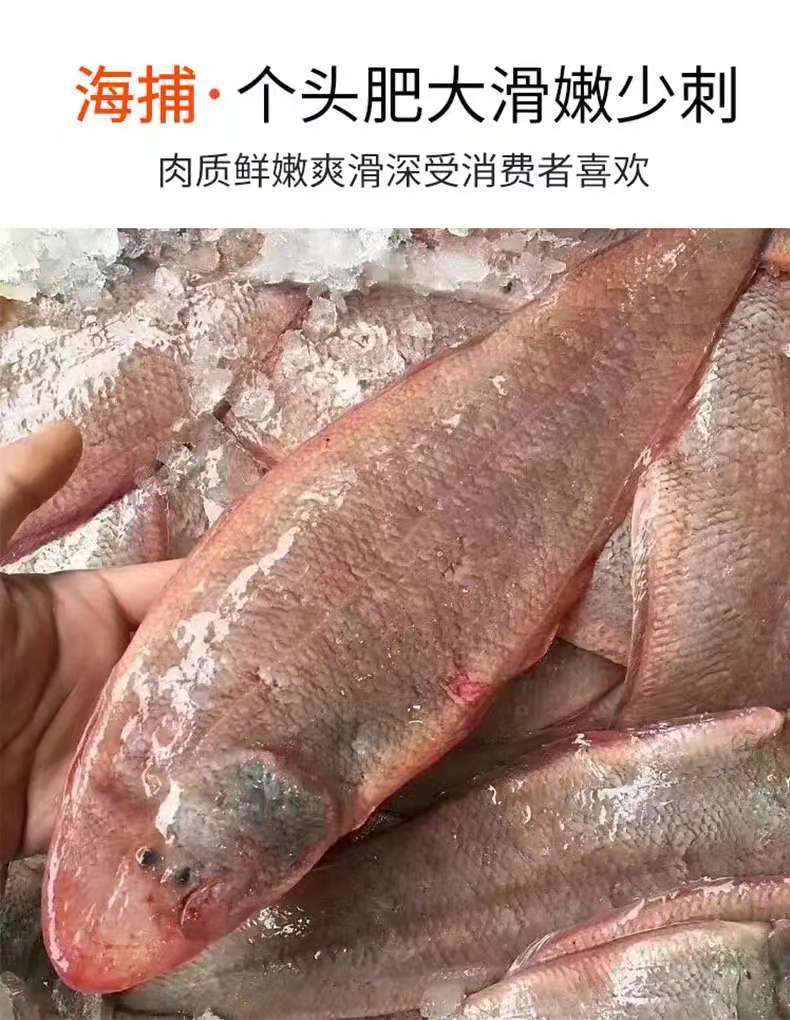 新鲜速冻龙利鱼海鲜舌头鱼舌鳎鱼鳎米鱼鳎目鱼牛舌头踏板鱼 5斤装