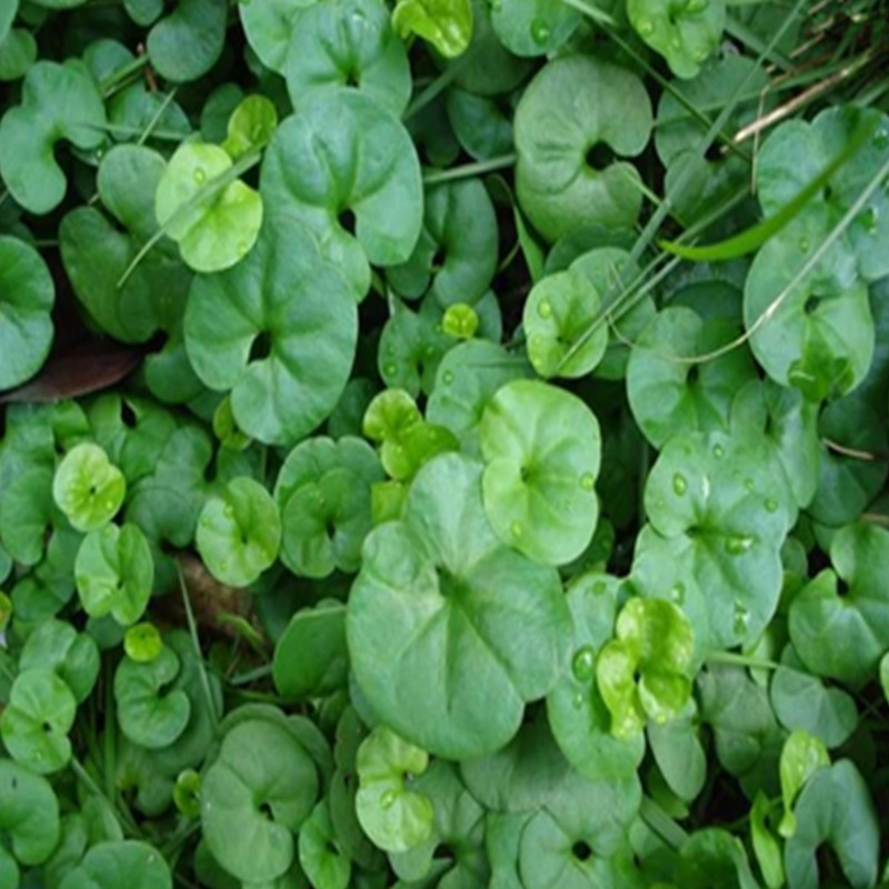 长镰草种子响铃草墓地草坪种子耐旱耐贫瘠四季青草籽坟头草台湾青景观