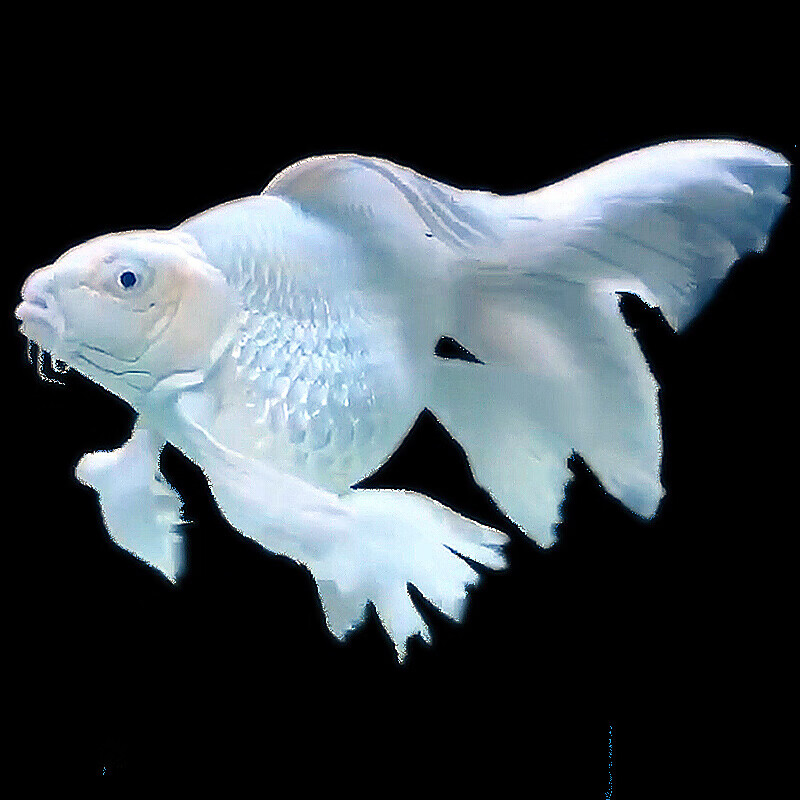 【店铺推荐】蝴蝶鲤鱼活体长尾纯种球形贵妃龙凤白金锦鲤淡水冷水观赏