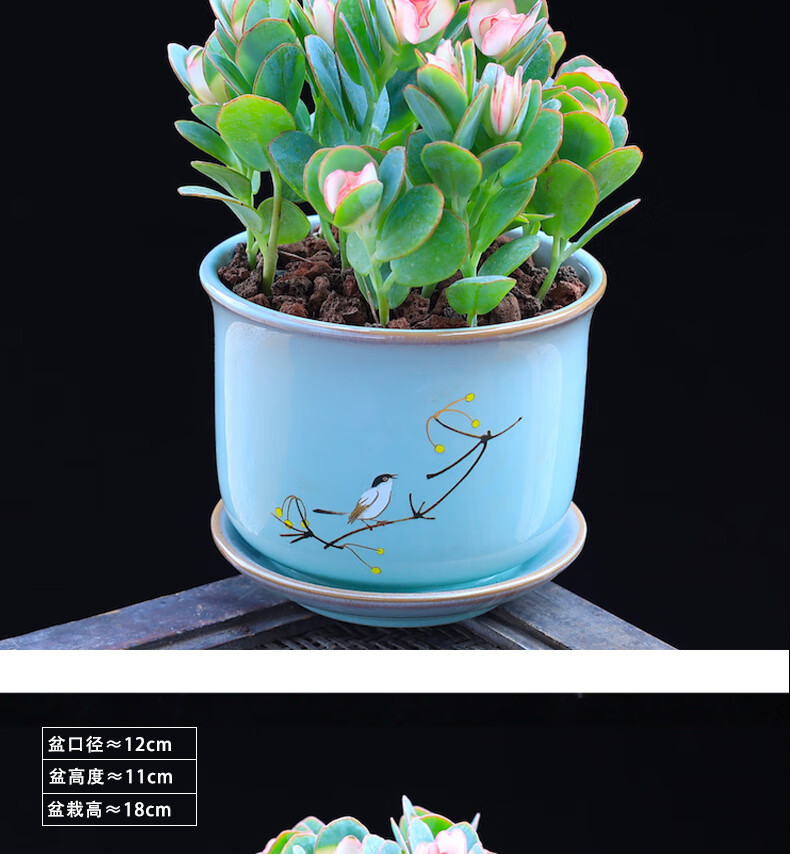 涞思芊【品质保证】贝壳锦多肉植物彩色白姬之舞多肉花卉盆栽成品栽好