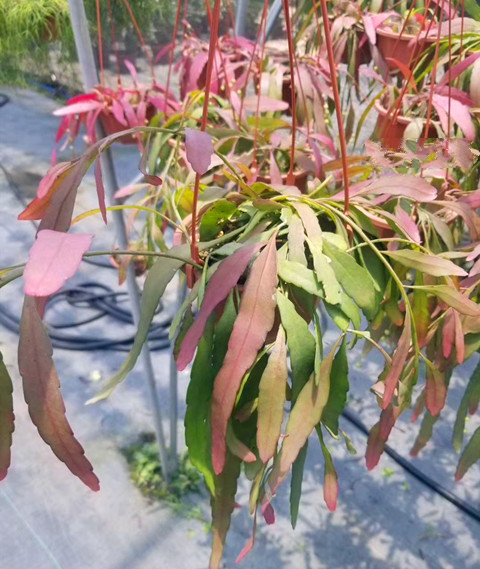 红叶丝苇丝苇属雨林缸易发色绿植盆栽 植物脆快递易有损坏 能承受再买