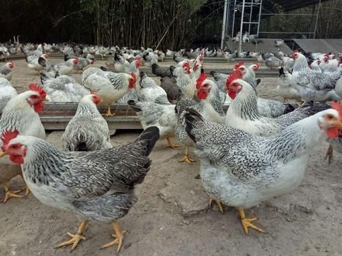 活鸡鹊山鸡半大鸡脱温鸡稻花鸡白芦花彩凤观赏鸡包
