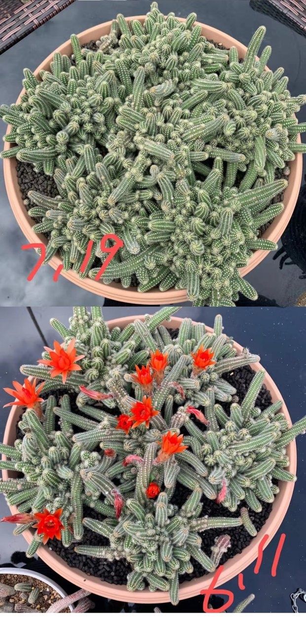 2020室内仙人指盆栽 白檀毛毛虫 多肉植物 会开花的仙人掌桌面多肉