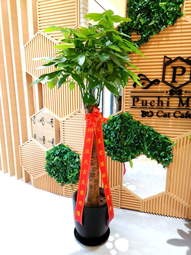 发财树盆栽开业乔迁植物花卉客厅办公室内精品型绿植上海送货上门单杆
