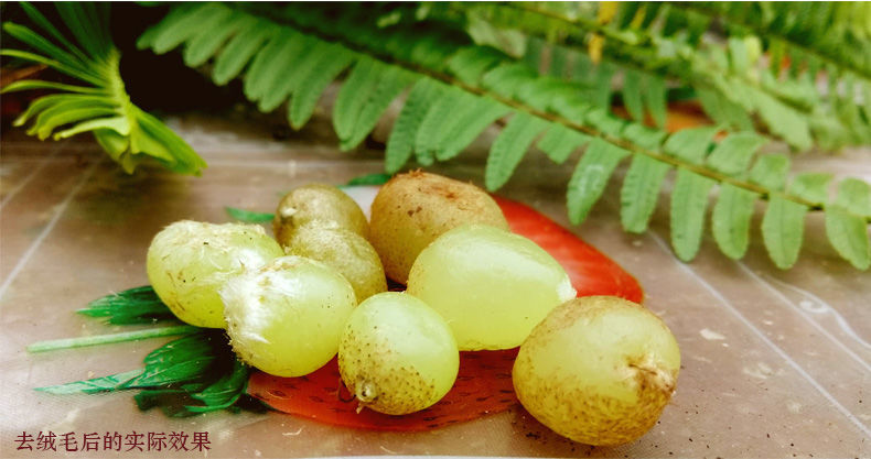 贵州野生新鲜石黄皮中药材 深山现挖精选肾蕨子果化狗儿1份3斤装 1500