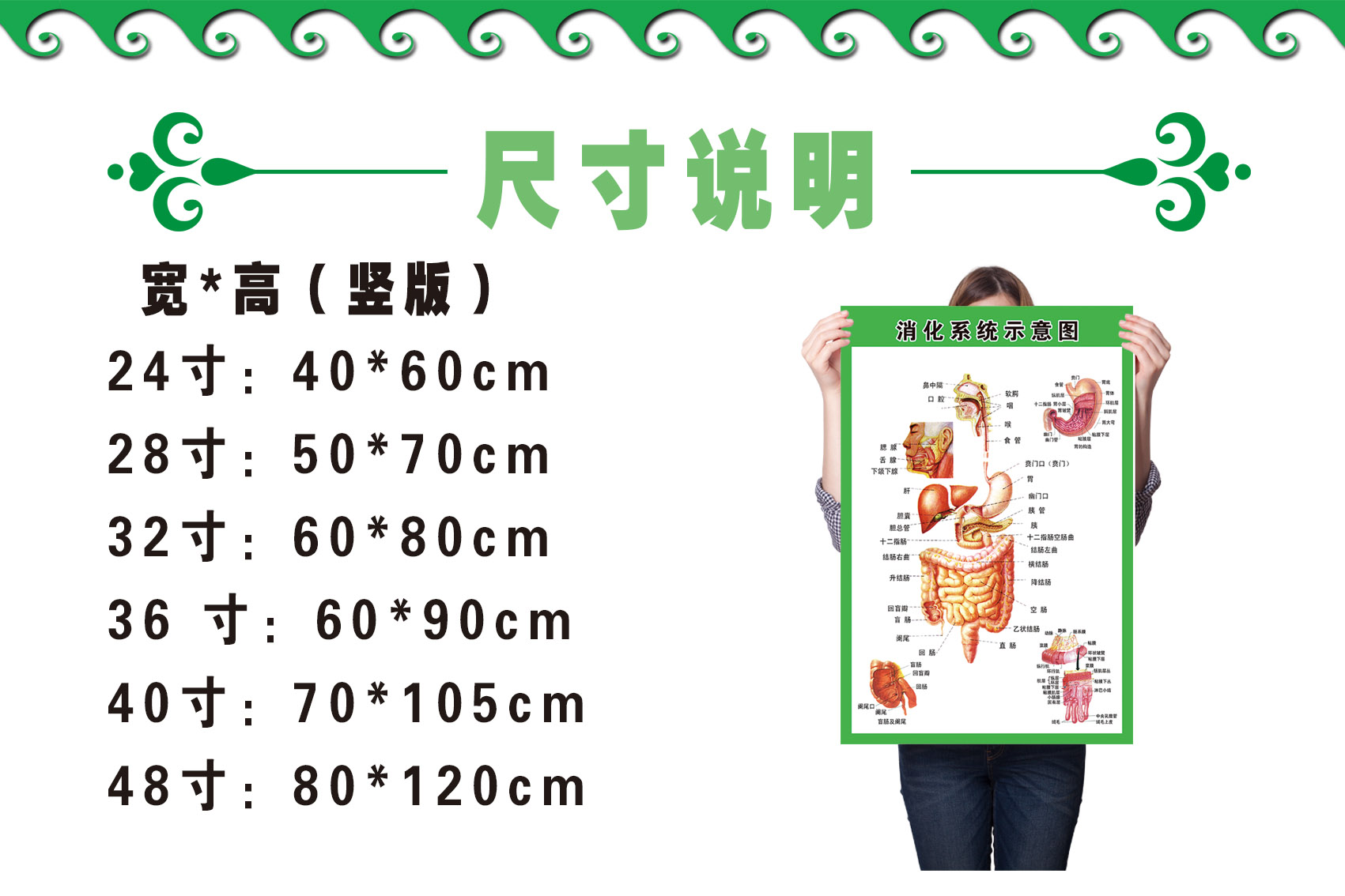 消化肠道系统结构示意图医学宣传挂图人体器官医院布置海报墙贴画