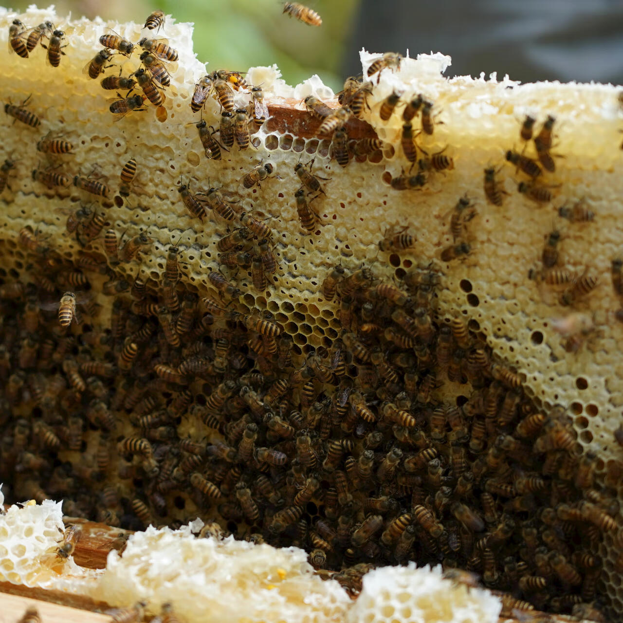 五折华农兄弟土蜂蜜纯正天然野花蜜蜂蜜正宗农家自产成熟百花蜜500g