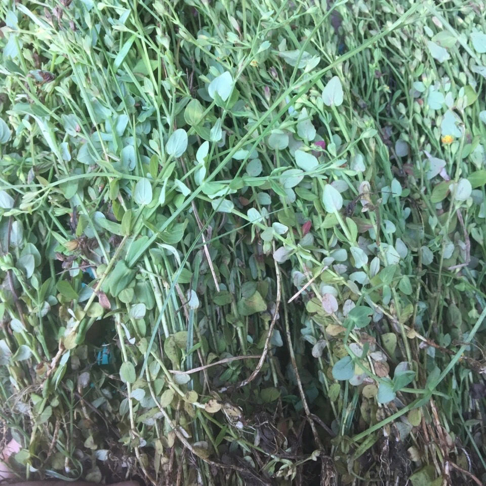 有仁堂野生草药田基黄地耳草禾虾气250g