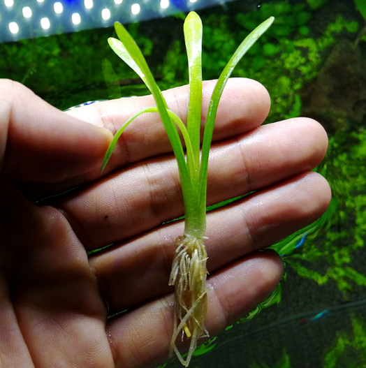 迷你小水兰草缸造景前景草新手入门阴性水草不用二氧化碳好养易活 小