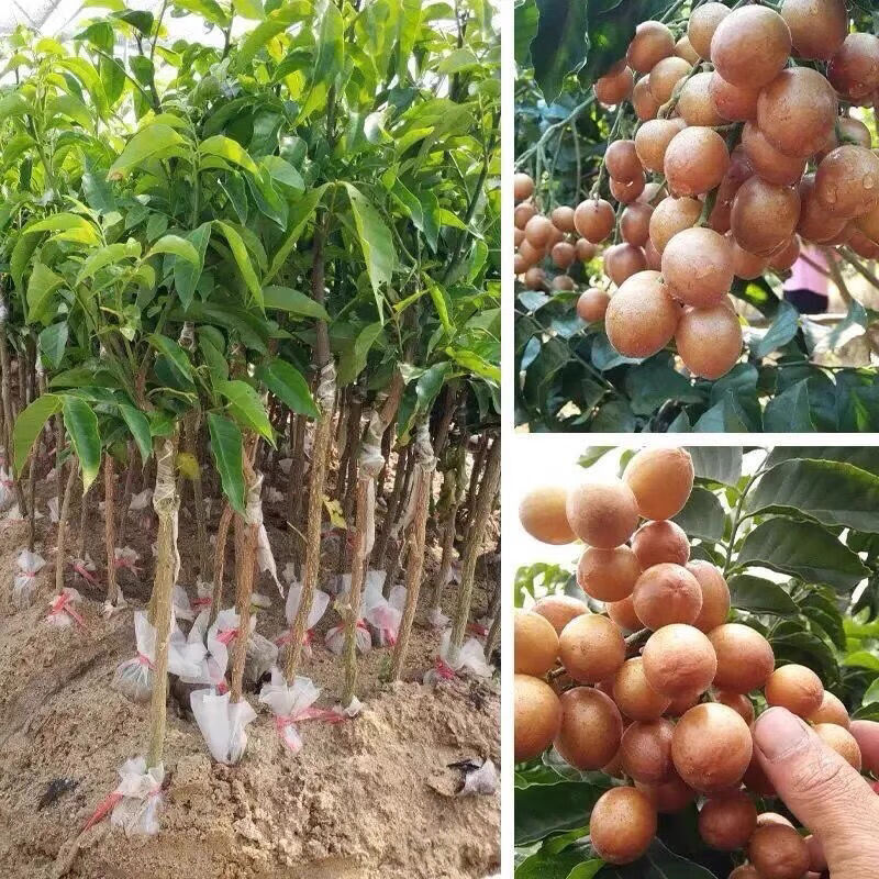 红皮红肉黄皮果树苗无核黄皮树苗黑黄皮冰糖黄皮果苗盆栽地栽抖音 无