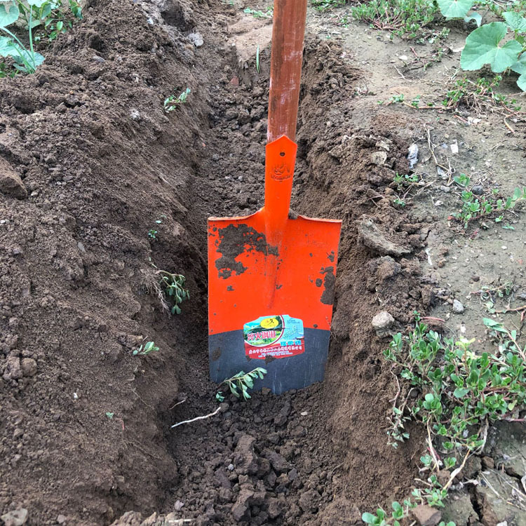 大铁锹农用铁锹混凝土铁铲锰钢铲子工地园艺翻地挖沙大小钢锹隆鼎2号