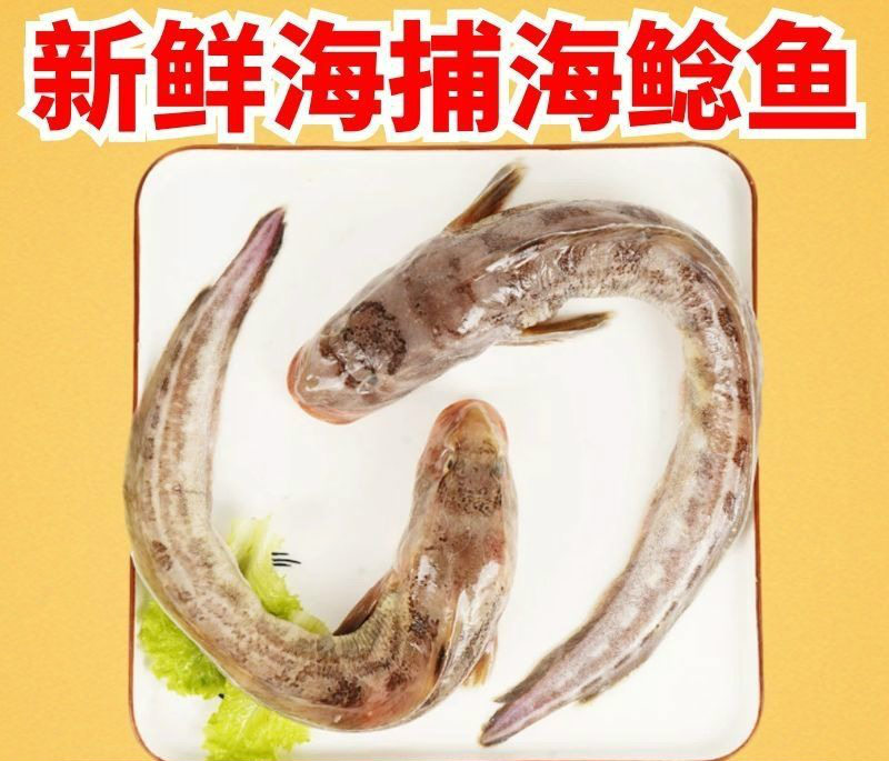 海鲶鱼新鲜海捕沙光鱼新鲜海菇鱼鲜活速冻海鲶鱼胖头鱼狗光鱼新鲜海