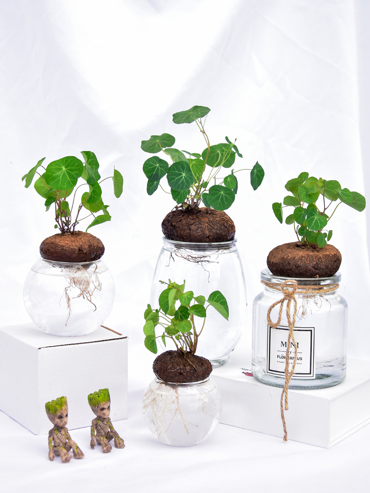 盆栽圆叶金不换办公室桌面书房室内外绿植花卉 金色菱形款水培山乌龟